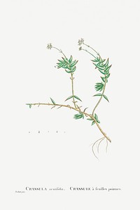 Crassula Acutifolia from Histoire des Plantes Grasses (1799) by <a href="https://www.rawpixel.com/search/Pierre%20Joseph%20Redout%C3%A9?sort=curated&amp;type=all&amp;page=1">Pierre-Joseph Redout&eacute;</a>. Original from Biodiversity Heritage Library. Digitally enhanced by rawpixel.