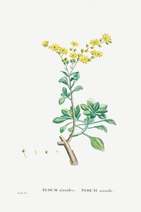Sedum Aizoides (Yellow Saxifrages) from Histoire des Plantes Grasses (1799) by <a href="https://www.rawpixel.com/search/Pierre%20Joseph%20Redout%C3%A9?sort=curated&amp;type=all&amp;page=1">Pierre-Joseph Redout&eacute;</a>. Original from Biodiversity Heritage Library. Digitally enhanced by rawpixel.