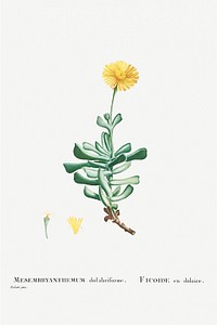 Hand drawn Mesembryanthemum Dolabriforme (Fig&ndash;marigold) illustration
