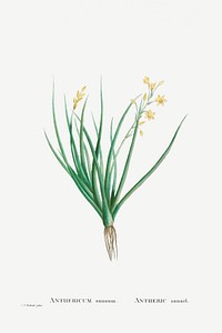 Anthericum Annuum (Bulbine Annua Willd) from Histoire des Plantes Grasses (1799) by <a href="https://www.rawpixel.com/search/Pierre%20Joseph%20Redout%C3%A9?sort=curated&amp;type=all&amp;page=1">Pierre-Joseph Redout&eacute;</a>. Original from Biodiversity Heritage Library. Digitally enhanced by rawpixel.
