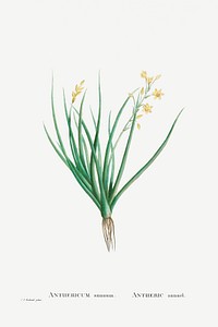 Hand drawn Anthericum Annuum (Bulbine Annua Willd) illustration