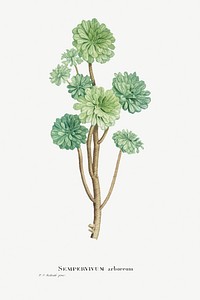 Sempervivum Arboreum (Tree Houseleek)  from Histoire des Plantes Grasses (1799) by <a href="https://www.rawpixel.com/search/Pierre%20Joseph%20Redout%C3%A9?sort=curated&amp;type=all&amp;page=1">Pierre-Joseph Redout&eacute;</a>. Original from Biodiversity Heritage Library. Digitally enhanced by rawpixel.