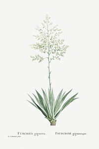 Furcraea Gigantea (Mauritius Hemp) from Histoire des Plantes Grasses (1799) by <a href="https://www.rawpixel.com/search/Pierre%20Joseph%20Redout%C3%A9?sort=curated&amp;type=all&amp;page=1">Pierre-Joseph Redout&eacute;</a>. Original from Biodiversity Heritage Library. Digitally enhanced by rawpixel.