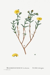 Mesembryanthemum Brachiatum (Three&ndash;Forked Fig Marigold) from Histoire des Plantes Grasses (1799) by <a href="https://www.rawpixel.com/search/Pierre%20Joseph%20Redout%C3%A9?sort=curated&amp;type=all&amp;page=1">Pierre-Joseph Redout&eacute;</a>. Original from Biodiversity Heritage Library. Digitally enhanced by rawpixel.