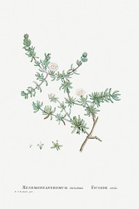 Hand drawn Mesembryanthemum Striatum illustration