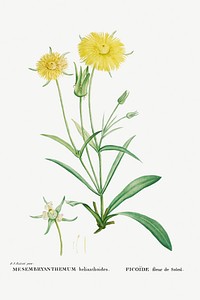 Mesembryanthemum Helianthoides (Spatula&ndash;leaved Fig Marigold) from Histoire des Plantes Grasses (1799) by <a href="https://www.rawpixel.com/search/Pierre%20Joseph%20Redout%C3%A9?sort=curated&amp;type=all&amp;page=1">Pierre-Joseph Redout&eacute;</a>. Original from Biodiversity Heritage Library. Digitally enhanced by rawpixel.