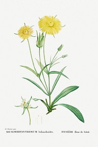 Hand drawn Mesembryanthemum Helianthoides (Spatula&ndash;leaved Fig Marigold) illustration