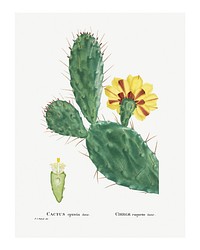 Cactus Opuntia Tuna (Prickly Pear) wall art print and poster from Histoire des Plantes Grasses (1799) by Pierre-Joseph Redout&eacute;. Original from Biodiversity Heritage Library. Digitally enhanced by rawpixel.