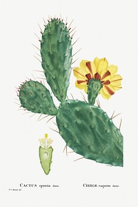 Cactus Opuntia Tuna (Prickly Pear) from Histoire des Plantes Grasses (1799) by Pierre-Joseph Redout&eacute;. Original from Biodiversity Heritage Library. Digitally enhanced by rawpixel.