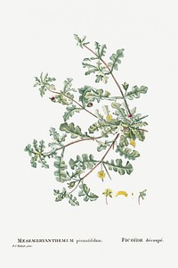 Mesembryanthemum Pinnatifidum (Jagged&ndash;Leaved Mesembryanthemum) from Histoire des Plantes Grasses (1799) by <a href="https://www.rawpixel.com/search/Pierre%20Joseph%20Redout%C3%A9?sort=curated&amp;type=all&amp;page=1">Pierre-Joseph Redout&eacute;</a>. Original from Biodiversity Heritage Library. Digitally enhanced by rawpixel.