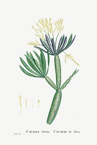 Cacalia Kleinia (Canary Islands Candle Plant) from Histoire des Plantes Grasses (1799) by <a href="https://www.rawpixel.com/search/Pierre%20Joseph%20Redout%C3%A9?sort=curated&amp;type=all&amp;page=1">Pierre-Joseph Redout&eacute;</a>. Original from Biodiversity Heritage Library. Digitally enhanced by rawpixel.