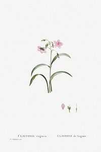 Hand drawn Claytonia Virginica (Virginia Spring Beauty) illustration