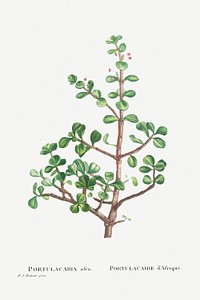 Hand drawn Portulacaria Afra (Elephant Bush) illustration