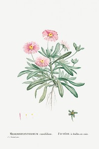 Mesembryanthemum Cuneifolium (Livingstone Daisy) from Histoire des Plantes Grasses (1799) by <a href="https://www.rawpixel.com/search/Pierre%20Joseph%20Redout%C3%A9?sort=curated&amp;type=all&amp;page=1">Pierre-Joseph Redout&eacute;</a>. Original from Biodiversity Heritage Library. Digitally enhanced by rawpixel.