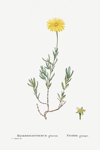 Mesembryanthemum Glaucum (Noon Flowers) from Histoire des Plantes Grasses (1799) by <a href="https://www.rawpixel.com/search/Pierre%20Joseph%20Redout%C3%A9?sort=curated&amp;type=all&amp;page=1">Pierre-Joseph Redout&eacute;</a>. Original from Biodiversity Heritage Library. Digitally enhanced by rawpixel.