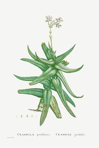 Crassula Perfoliata (Sickle&ndash;Leaf Red Crassula) from Histoire des Plantes Grasses (1799) by <a href="https://www.rawpixel.com/search/Pierre%20Joseph%20Redout%C3%A9?sort=curated&amp;type=all&amp;page=1">Pierre-Joseph Redout&eacute;</a>. Original from Biodiversity Heritage Library. Digitally enhanced by rawpixel.