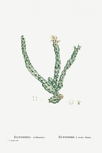 Euphorbia Tridentata (Spurge) from Histoire des Plantes Grasses (1799) by <a href="https://www.rawpixel.com/search/Pierre%20Joseph%20Redout%C3%A9?sort=curated&amp;type=all&amp;page=1">Pierre-Joseph Redout&eacute;</a>. Original from Biodiversity Heritage Library. Digitally enhanced by rawpixel.