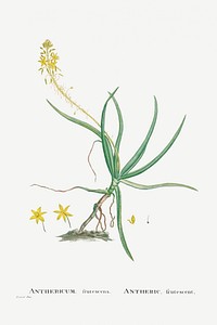 Anthericum Frutescens (Bulbine Frutescens) from Histoire des Plantes Grasses (1799) by <a href="https://www.rawpixel.com/search/Pierre%20Joseph%20Redout%C3%A9?sort=curated&amp;type=all&amp;page=1">Pierre-Joseph Redout&eacute;</a>. Original from Biodiversity Heritage Library. Digitally enhanced by rawpixel.