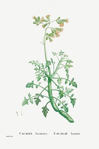 Cacalia Laciniata (Sue Runcinata) from Histoire des Plantes Grasses (1799) by <a href="https://www.rawpixel.com/search/Pierre%20Joseph%20Redout%C3%A9?sort=curated&amp;type=all&amp;page=1">Pierre-Joseph Redout&eacute;</a>. Original from Biodiversity Heritage Library. Digitally enhanced by rawpixel.