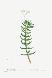 Crassula Tetragona (Miniature Pine Tree) from Histoire des Plantes Grasses (1799) by <a href="https://www.rawpixel.com/search/Pierre%20Joseph%20Redout%C3%A9?sort=curated&amp;type=all&amp;page=1">Pierre-Joseph Redout&eacute;</a>. Original from Biodiversity Heritage Library. Digitally enhanced by rawpixel.