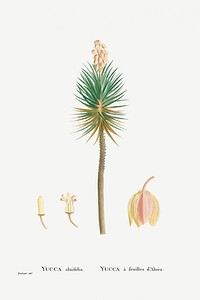 Yucca aloifolia (Aloe Yucca) from Histoire des Plantes Grasses (1799) by <a href="https://www.rawpixel.com/search/Pierre%20Joseph%20Redout%C3%A9?sort=curated&amp;type=all&amp;page=1">Pierre-Joseph Redout&eacute;</a>. Original from Biodiversity Heritage Library. Digitally enhanced by rawpixel.