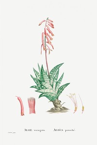 Aloe Variegata (Tiger Aloe) from Histoire des Plantes Grasses (1799) by Pierre-Joseph Redouté. Original from Biodiversity Heritage Library. Digitally enhanced by rawpixel.