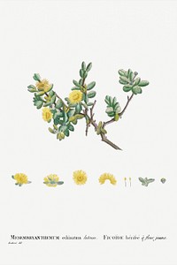 Hand drawn Mesembryanthemum Echinatum (Pickle Plant) illustration