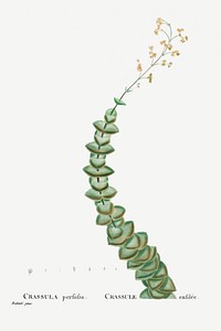 Crassula Perforata (String of Buttons) from Histoire des Plantes Grasses (1799) by <a href="https://www.rawpixel.com/search/Pierre%20Joseph%20Redout%C3%A9?sort=curated&amp;type=all&amp;page=1">Pierre-Joseph Redout&eacute;</a>. Original from Biodiversity Heritage Library. Digitally enhanced by rawpixel.