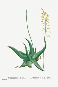 Anthericum Alooides (Bulbine Alooides) from Histoire des Plantes Grasses (1799) by <a href="https://www.rawpixel.com/search/Pierre%20Joseph%20Redout%C3%A9?sort=curated&amp;type=all&amp;page=1">Pierre-Joseph Redout&eacute;</a>. Original from Biodiversity Heritage Library. Digitally enhanced by rawpixel.