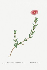 Hand drawn Mesembryanthemum Barbatum (Bearded Fig&ndash;Marigold) illustration