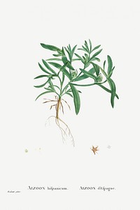 Aizoon Hifpanicum from Histoire des Plantes Grasses (1799) by <a href="https://www.rawpixel.com/search/Pierre%20Joseph%20Redout%C3%A9?sort=curated&amp;type=all&amp;page=1">Pierre-Joseph Redout&eacute;</a>. Original from Biodiversity Heritage Library. Digitally enhanced by rawpixel.