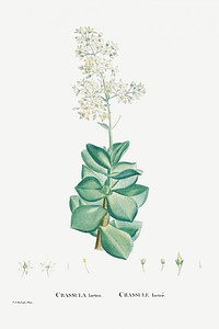 Crassula Lactea (Taylor&#39;s Parches) from Histoire des Plantes Grasses (1799) by <a href="https://www.rawpixel.com/search/Pierre%20Joseph%20Redout%C3%A9?sort=curated&amp;type=all&amp;page=1">Pierre-Joseph Redout&eacute;</a>. Original from Biodiversity Heritage Library. Digitally enhanced by rawpixel.