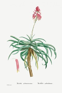 Aloe Arborescens (Candelabra Aloe) from Histoire des Plantes Grasses (1799) by Pierre-Joseph Redouté. Original from Biodiversity Heritage Library. Digitally enhanced by rawpixel.