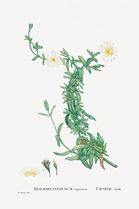 Hand drawn Mesembryanthemum expansum (Iceplant) illustration