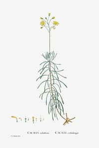Cacalia Cylindrica from Histoire des Plantes Grasses (1799) by <a href="https://www.rawpixel.com/search/Pierre%20Joseph%20Redout%C3%A9?sort=curated&amp;type=all&amp;page=1">Pierre-Joseph Redout&eacute;</a>. Original from Biodiversity Heritage Library. Digitally enhanced by rawpixel.
