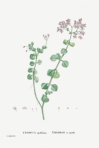 Crassula Spathulata (Uguwe) from Histoire des Plantes Grasses (1799) by <a href="https://www.rawpixel.com/search/Pierre%20Joseph%20Redout%C3%A9?sort=curated&amp;type=all&amp;page=1">Pierre-Joseph Redout&eacute;</a>. Original from Biodiversity Heritage Library. Digitally enhanced by rawpixel.