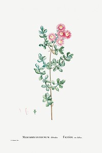 Hand drawn Mesembryanthemum Deltoides (Pink Iceplant) illustration