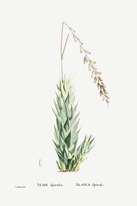 Aloe Fpiralis (Spiral Aloe) from Histoire des Plantes Grasses (1799) by <a href="https://www.rawpixel.com/search/Pierre%20Joseph%20Redout%C3%A9?sort=curated&amp;type=all&amp;page=1">Pierre-Joseph Redout&eacute;</a>. Original from Biodiversity Heritage Library. Digitally enhanced by rawpixel.