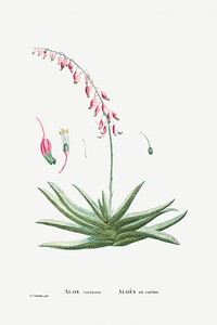 Aloe Carinata (Gasteria Carinata) from Histoire des Plantes Grasses (1799) by <a href="https://www.rawpixel.com/search/Pierre%20Joseph%20Redout%C3%A9?sort=curated&amp;type=all&amp;page=1">Pierre-Joseph Redout&eacute;</a>. Original from Biodiversity Heritage Library. Digitally enhanced by rawpixel.