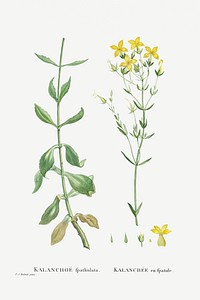 Kalanchoe Spathulata (Never Die) from Histoire des Plantes Grasses (1799) by <a href="https://www.rawpixel.com/search/Pierre%20Joseph%20Redout%C3%A9?sort=curated&amp;type=all&amp;page=1">Pierre-Joseph Redout&eacute;</a>. Original from Biodiversity Heritage Library. Digitally enhanced by rawpixel.