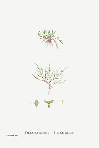 Tilleaea Muscosa from Histoire des Plantes Grasses (1799) by <a href="https://www.rawpixel.com/search/Pierre%20Joseph%20Redout%C3%A9?sort=curated&amp;type=all&amp;page=1">Pierre-Joseph Redout&eacute;</a>. Original from Biodiversity Heritage Library. Digitally enhanced by rawpixel.