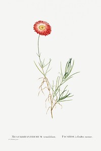 Hand drawn Mesembryanthemum Tenuifolium (Slender&ndash;Leaved Fig&ndash;Marigold)  illustration
