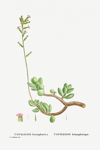 Cotyledon Hemisphaerica (Thick&ndash;Leaved Navelwort) from Histoire des Plantes Grasses (1799) by <a href="https://www.rawpixel.com/search/Pierre%20Joseph%20Redout%C3%A9?sort=curated&amp;type=all&amp;page=1">Pierre-Joseph Redout&eacute;</a>. Original from Biodiversity Heritage Library. Digitally enhanced by rawpixel.