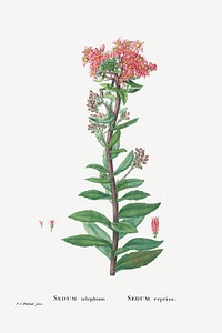 Sedum Telephium (Purple Emperor) from Histoire des Plantes Grasses (1799) by <a href="https://www.rawpixel.com/search/Pierre%20Joseph%20Redout%C3%A9?sort=curated&amp;type=all&amp;page=1">Pierre-Joseph Redout&eacute;</a>. Original from Biodiversity Heritage Library. Digitally enhanced by rawpixel.