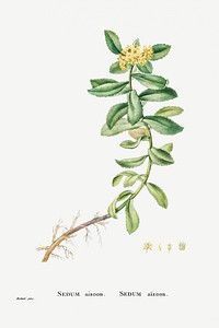 Hand drawn Sedum Aizoon (Aizoon Stonecrop) illustration