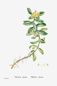 Sedum Aizoon (Aizoon Stonecrop) from Histoire des Plantes Grasses (1799) by <a href="https://www.rawpixel.com/search/Pierre%20Joseph%20Redout%C3%A9?sort=curated&amp;type=all&amp;page=1">Pierre-Joseph Redout&eacute;</a>. Original from Biodiversity Heritage Library. Digitally enhanced by rawpixel.