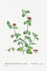 Mesembryanthemum Cordifolium (Baby Sun Rose) from Histoire des Plantes Grasses (1799) by <a href="https://www.rawpixel.com/search/Pierre%20Joseph%20Redout%C3%A9?sort=curated&amp;type=all&amp;page=1">Pierre-Joseph Redout&eacute;</a>. Original from Biodiversity Heritage Library. Digitally enhanced by rawpixel.