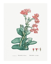 Rochea Falcata (Propeller Plant) wall art print and poster from Histoire des Plantes Grasses (1799) by <a href="https://www.rawpixel.com/search/Pierre%20Joseph%20Redout%C3%A9?sort=curated&amp;type=all&amp;page=1">Pierre-Joseph Redout&eacute;</a>. Original from Biodiversity Heritage Library. Digitally enhanced by rawpixel.