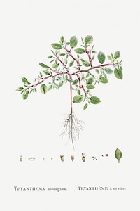 Trianthema Monogyna (Desert Horsepurslane) from Histoire des Plantes Grasses (1799) by <a href="https://www.rawpixel.com/search/Pierre%20Joseph%20Redout%C3%A9?sort=curated&amp;type=all&amp;page=1">Pierre-Joseph Redout&eacute;</a>. Original from Biodiversity Heritage Library. Digitally enhanced by rawpixel.