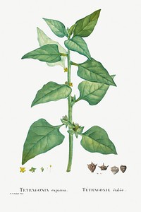 Tetragonia Expansa (New Zealand Spinach) from Histoire des Plantes Grasses (1799) by <a href="https://www.rawpixel.com/search/Pierre%20Joseph%20Redout%C3%A9?sort=curated&amp;type=all&amp;page=1">Pierre-Joseph Redout&eacute;</a>. Original from Biodiversity Heritage Library. Digitally enhanced by rawpixel.